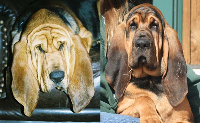 Bloodhound Ranch Tips To Find A Breeder To A Reble Bloodhound Breeder Please Send Us An Email We Will Offer Some Suggestions