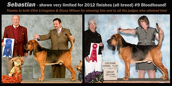 Bloodhound Ranch ~ Sebastian the Grand Champion Bloodhound