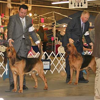 Bloodhound Ranch ~ Sebastian the Grand Champion Bloodhound